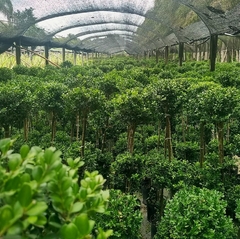 Buxus Topiario en internet