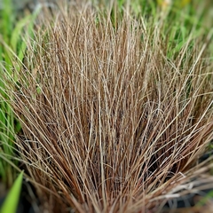 Carex Buchananii - Vivero Mario