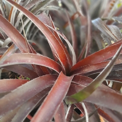 Cryptbergia Rubra - comprar online