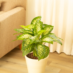 Dieffenbachia Tropic