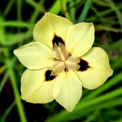 Dietes Bicolor