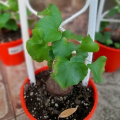 Dioscorea Elephantipes - comprar online