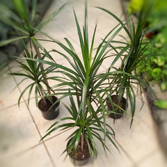 Dracaena Marginata - tienda online