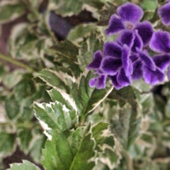 Duranta Alba - comprar online