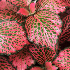 Fittonia - comprar online