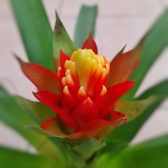 Guzmania Conifera