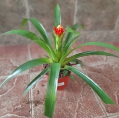 Guzmania Conifera - Vivero Mario