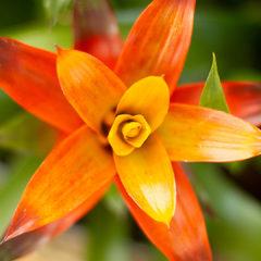 Guzmania Lingulata en internet