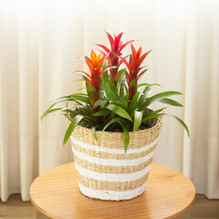 Imagen de Guzmania Lingulata