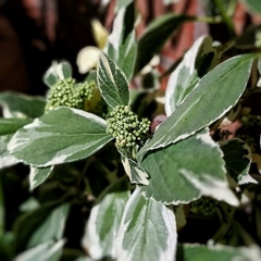 Hortensia Variegada - Vivero Mario