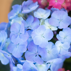 Hortensia Azul