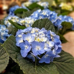 Hortensia Azul - comprar online