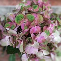 Hortensia Magical Amethyst