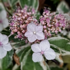 Hortensia Variegada