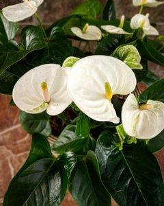 Anthurium - comprar online