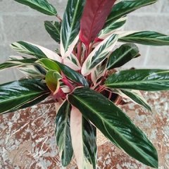 Calathea Stromanthe Triostar