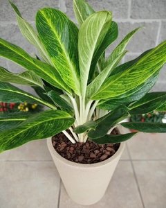 Aglaonema King of Siam - Vivero Mario