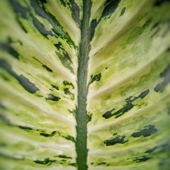 Dieffenbachia Tropic - Vivero Mario