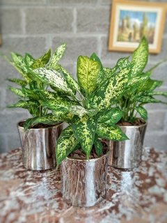 Dieffenbachia Mariana - Vivero Mario