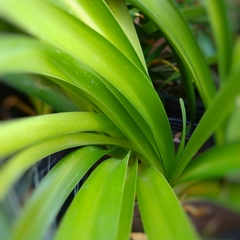 Agapanthus