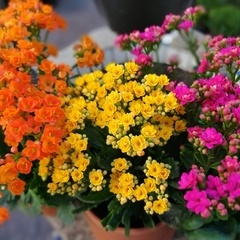 Crasa Kalanchoe Floral - comprar online