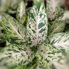 Aglaonema Brasil - comprar online