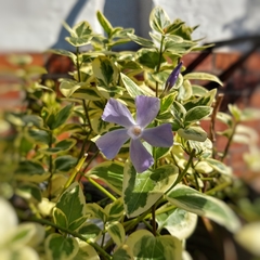 Vinca Variegada