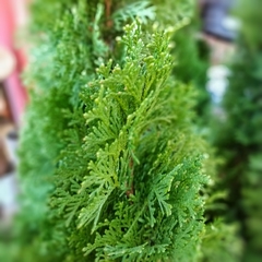 Thuja Smaragd - tienda online