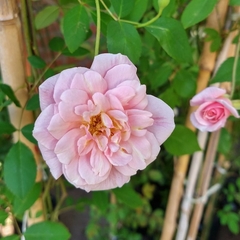 Rosa Trepadora - comprar online