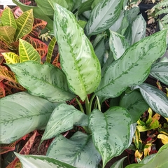 Aglaonema BJ Freeman - comprar online