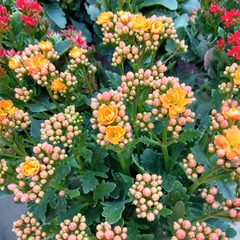 Crasa Kalanchoe Floral