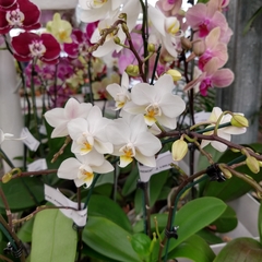 Orquídea Phalaenopsis - Vivero Mario