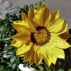 Imagen de Gazania