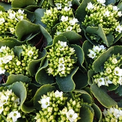 Crasa Kalanchoe Floral - tienda online