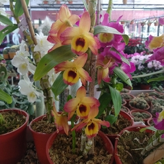Orquídea Dendrobium - Vivero Mario