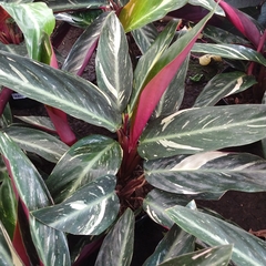 Calathea Stromanthe Triostar en internet