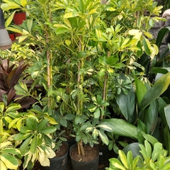 Aralia Schefflera - tienda online