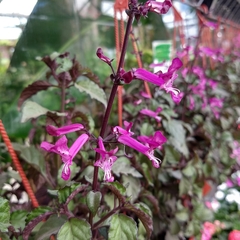 Plectranthus Mona Lavender - comprar online