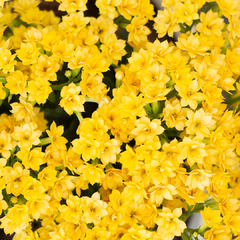 Crasa Kalanchoe Floral - Vivero Mario