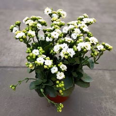 Crasa Kalanchoe Floral - tienda online