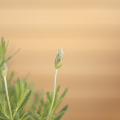 Lavanda Dentata - Vivero Mario