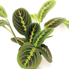 Maranta Tricolor