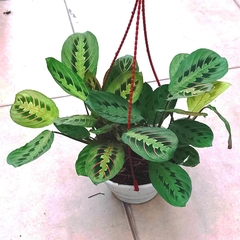 Maranta Tricolor - comprar online