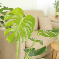 Monstera Deliciosa - comprar online