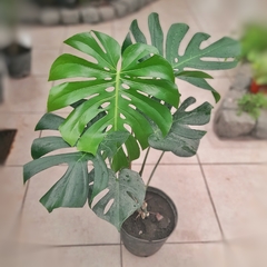 Monstera Deliciosa en internet