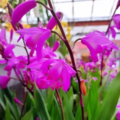 Orquídea Bletilla - comprar online