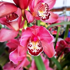 Orquídea Cymbidium