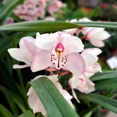Orquídea Cymbidium en internet