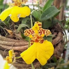 Orquídea Patito