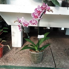 Imagen de Orquídea Phalaenopsis